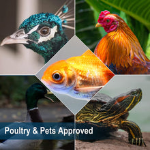 Load image into Gallery viewer, Handpoint Dried Black Soldier Fly Larvae – Natural Protein Treat for Wild Birds
